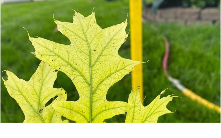 Soil Enhancement is Better Than Fertilization