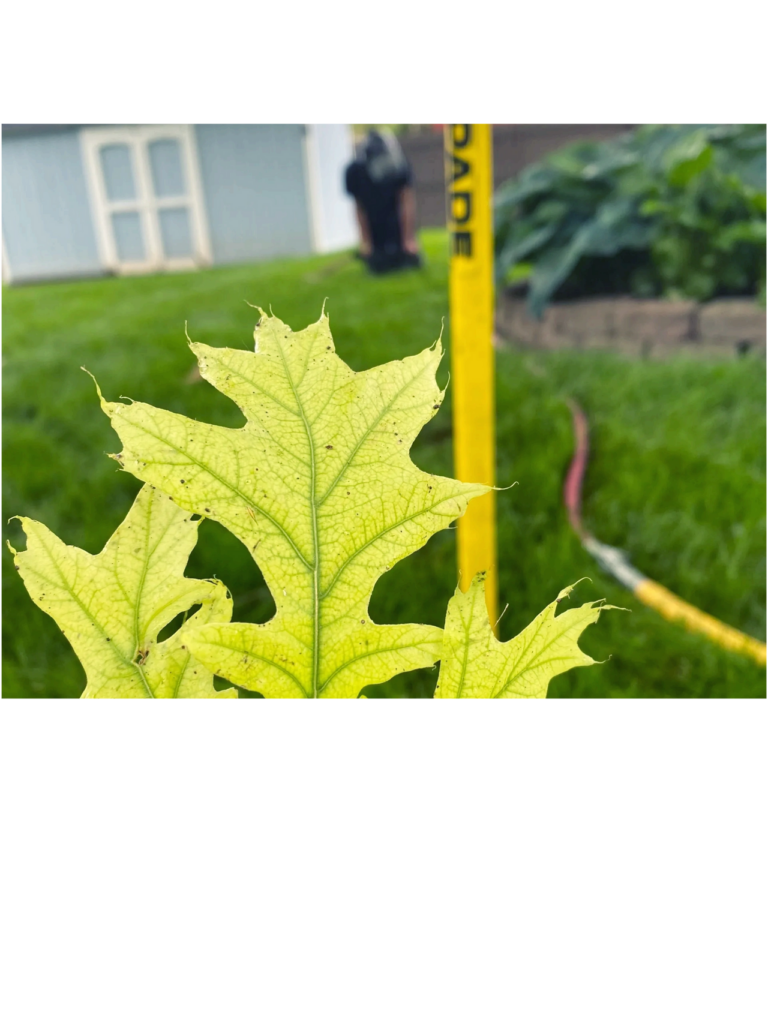 Leaf macro photo for soil enhancement post