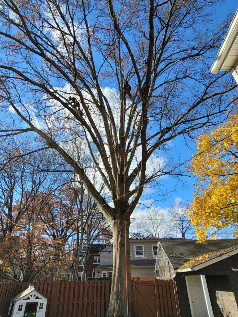 Tree root care and soil health service in Columbus Ohio