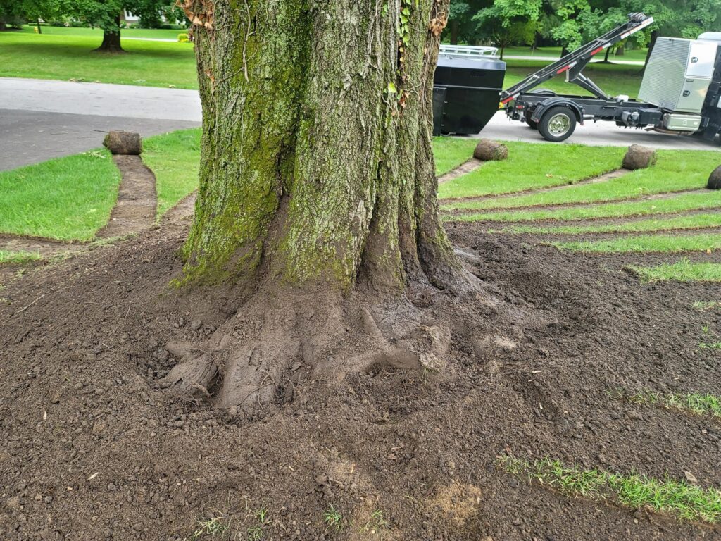 Professional tree trimming service in Columbus Ohio by Arborist Solutions