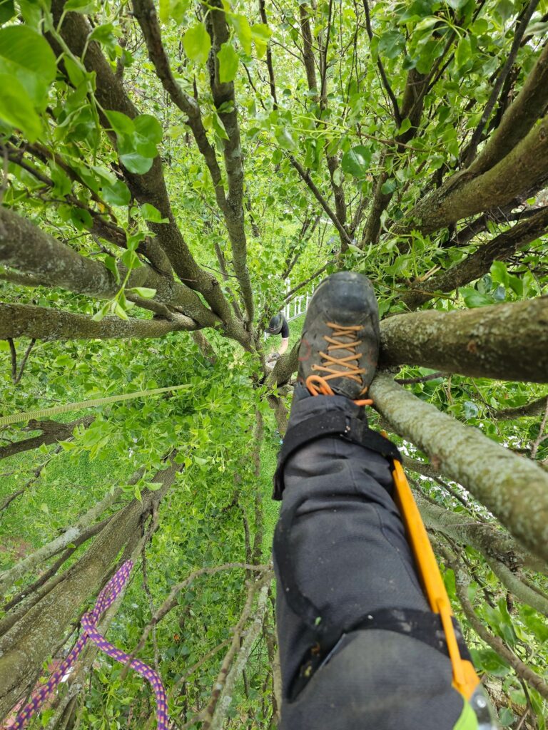 Arborist Solutions tree care