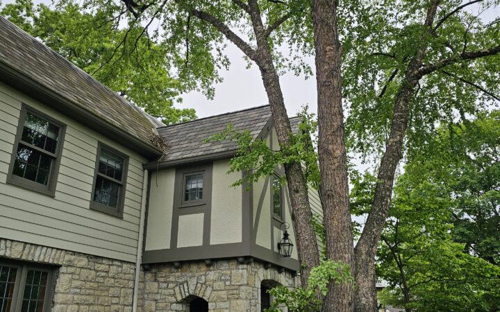Can Tree Roots Damage Your Foundation?