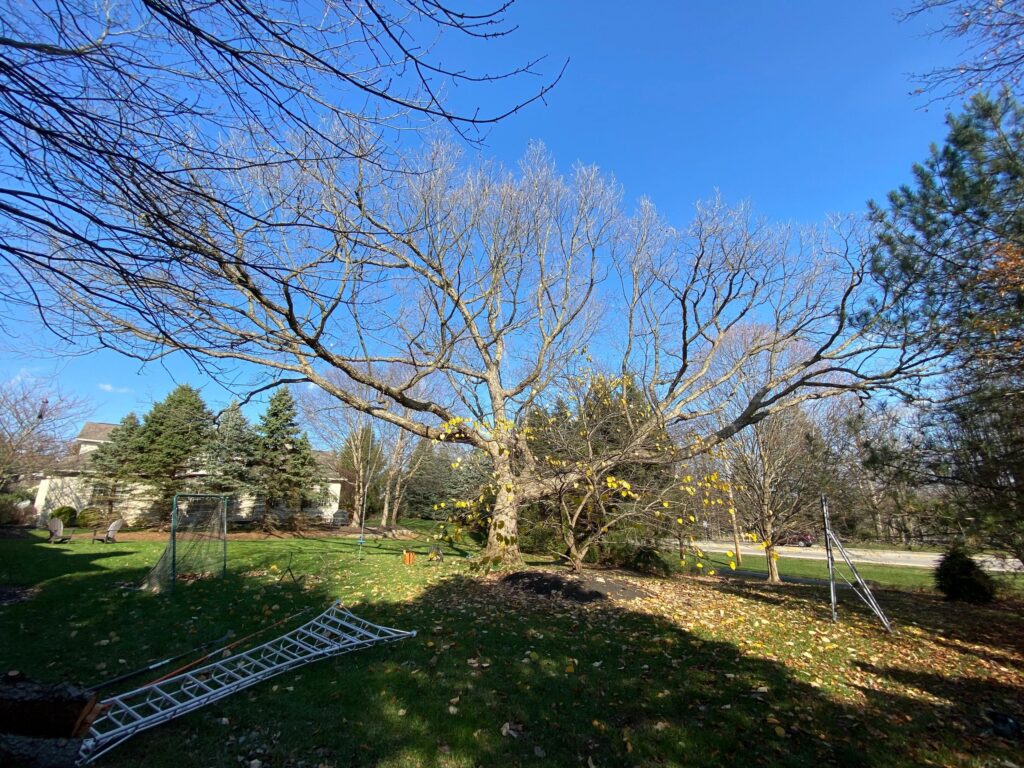 Tree removal service in Columbus Ohio by Arborist Solutions