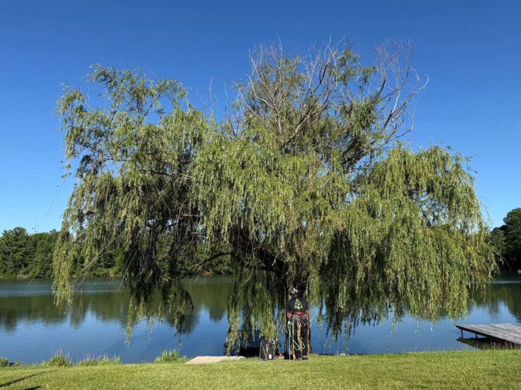 Tree before pruning service — Central Ohio