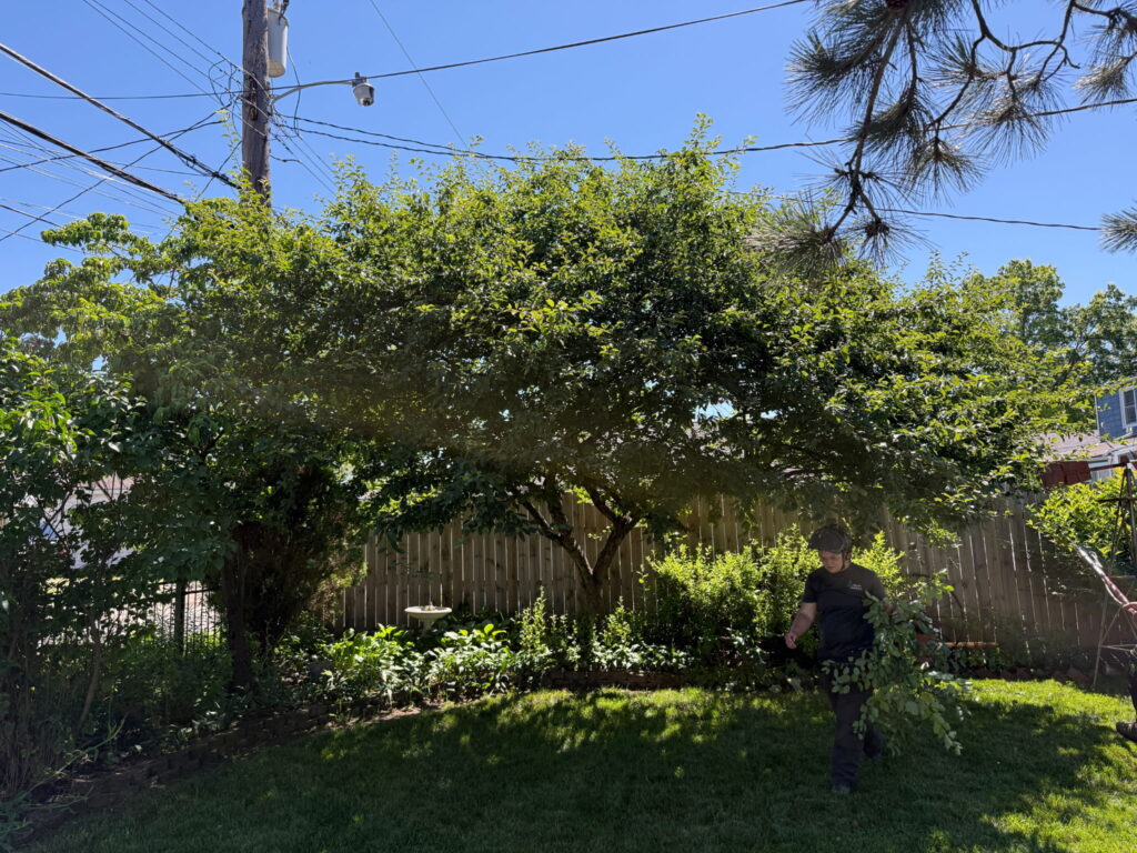 Tree before crown cleaning — Columbus Ohio