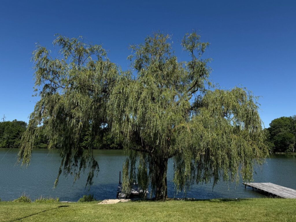 Tree after pruning service — Central Ohio
