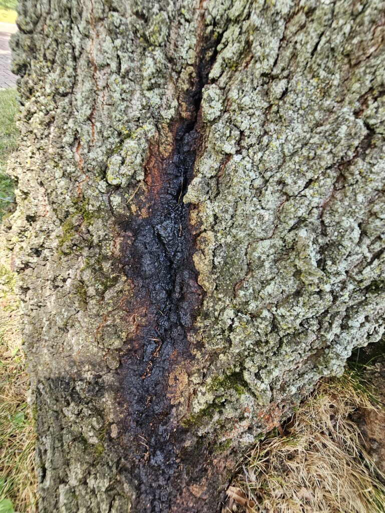 Bleeding canker