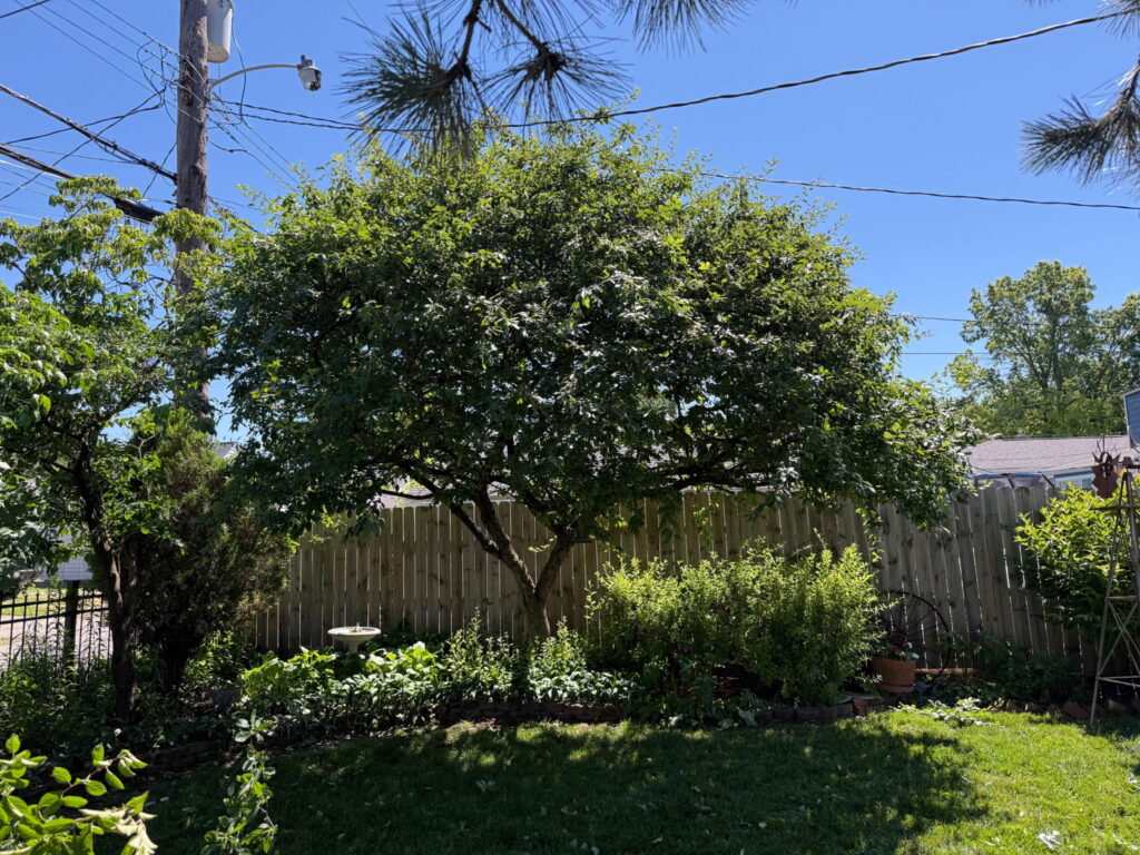 Tree after crown cleaning — Columbus Ohio