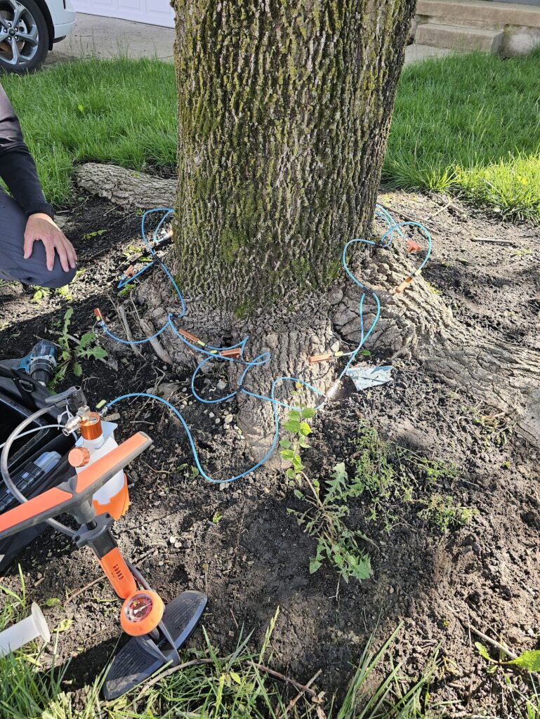 Emerald Ash Borer