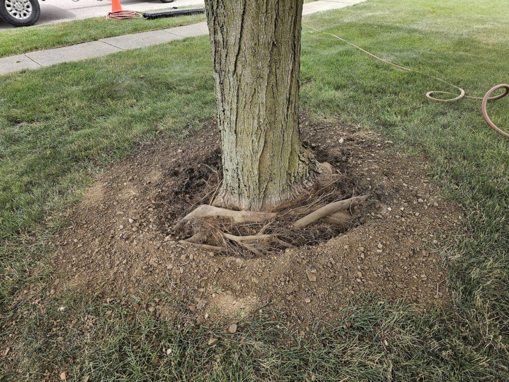 Girdling Roots