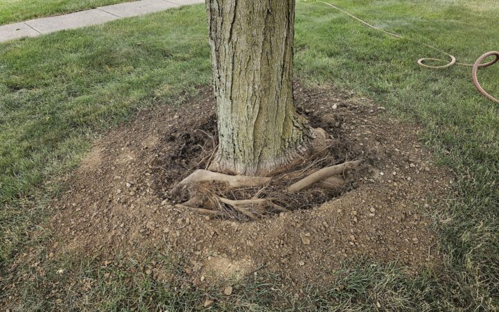 Mulch Volcanoes: Why They Damage Trees and How to Fix Them