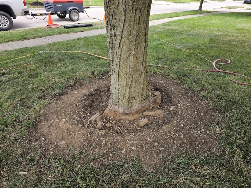 Girdling root after