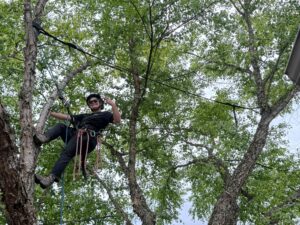 This is our Arborist Leah who is doing Tree Cabling in Columbus Ohio