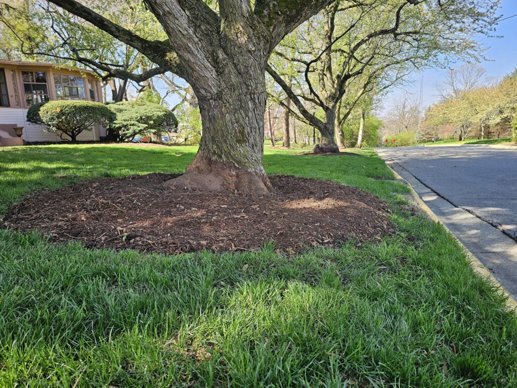 Root Collar Excavation