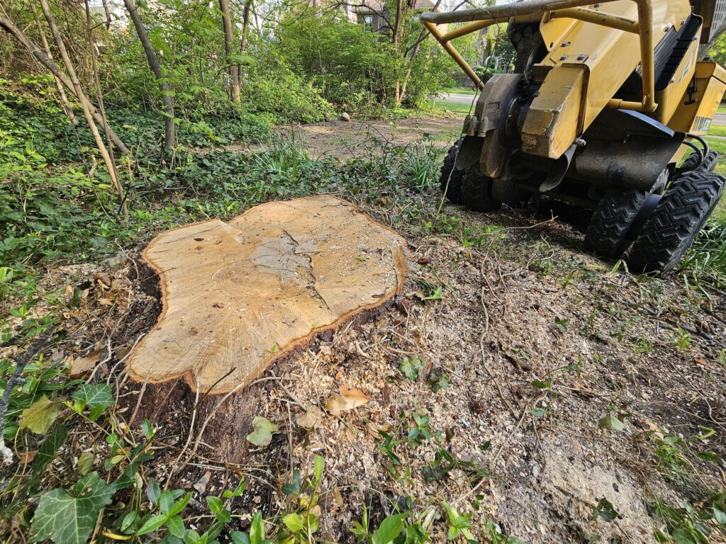 Stump Grinding