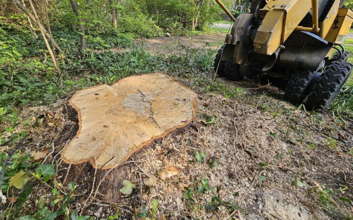 How Much Does Stump Grinding Cost in Columbus, Ohio?