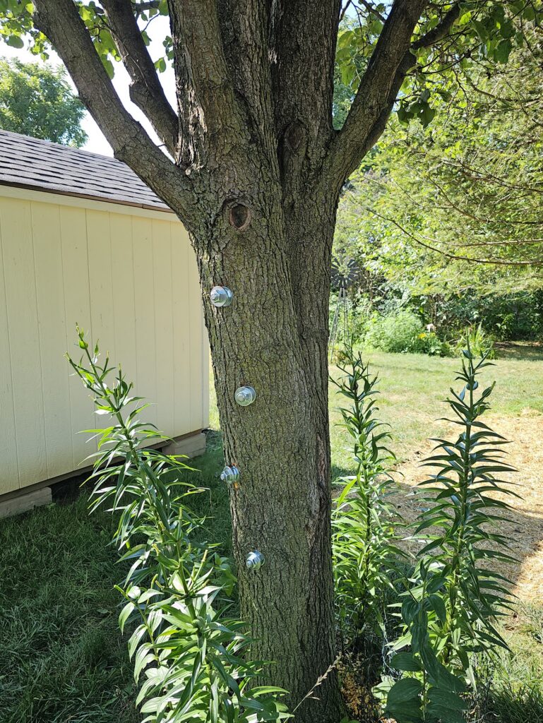 Tree Bracing 2