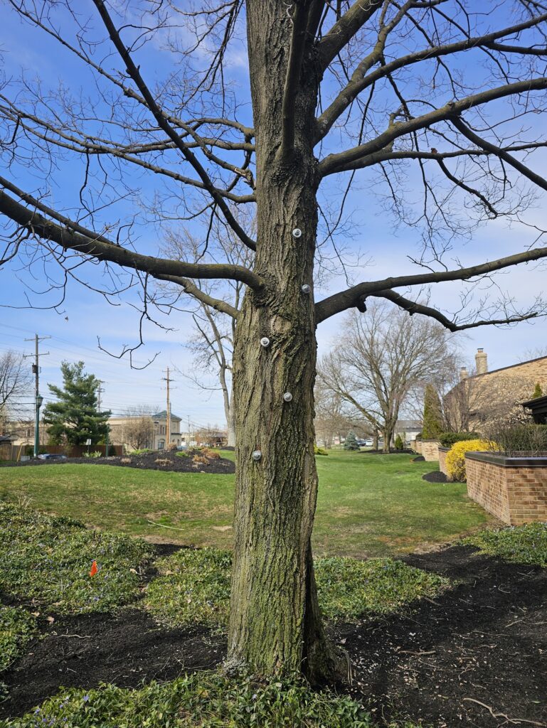Tree Bracing 4