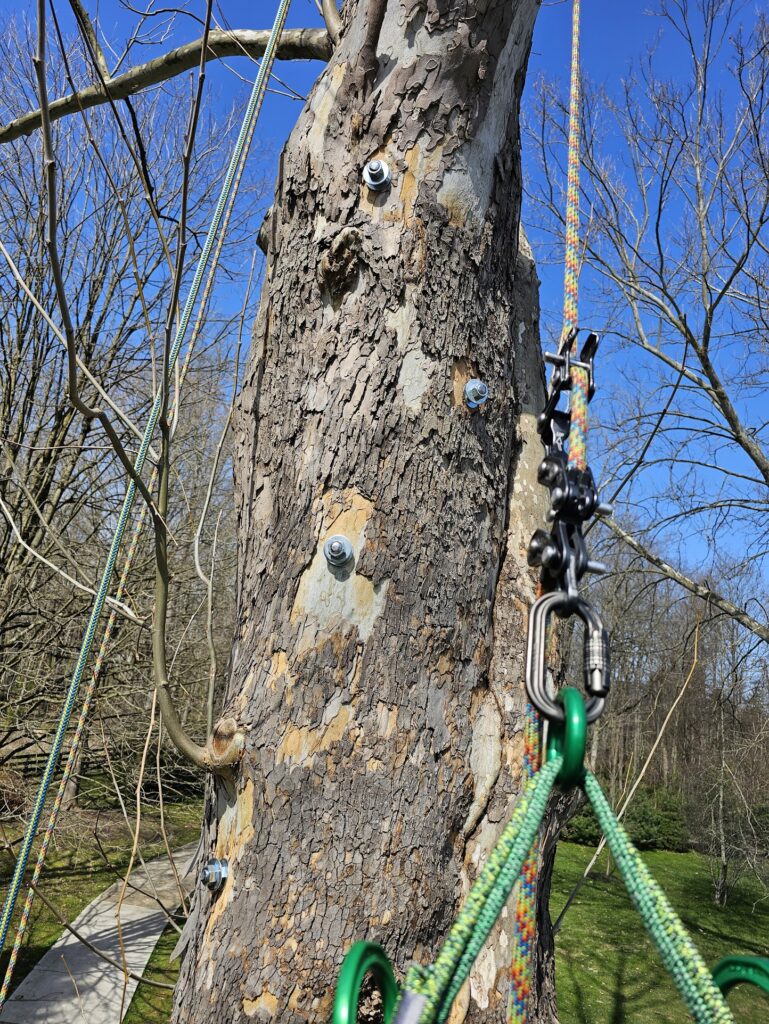 Tree Bracing 5
