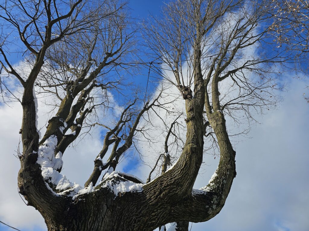 Tree Cabling 2