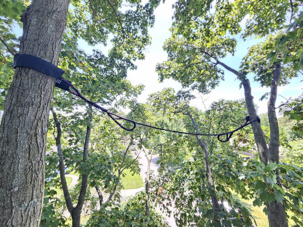 Tree Cabling 3