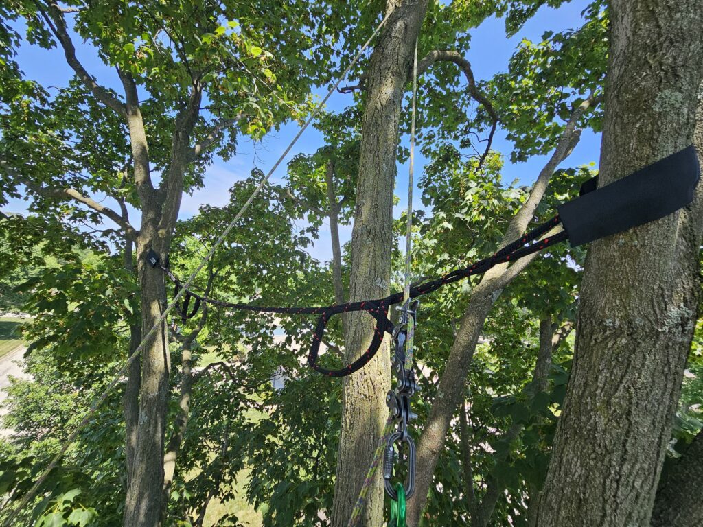 Tree Cabling 4