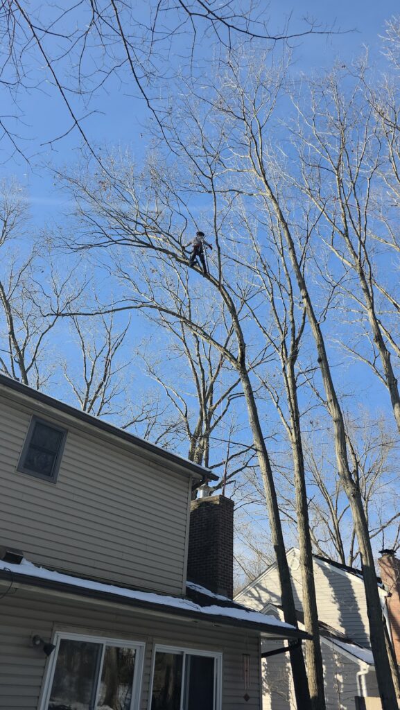 Tree Climbing 1