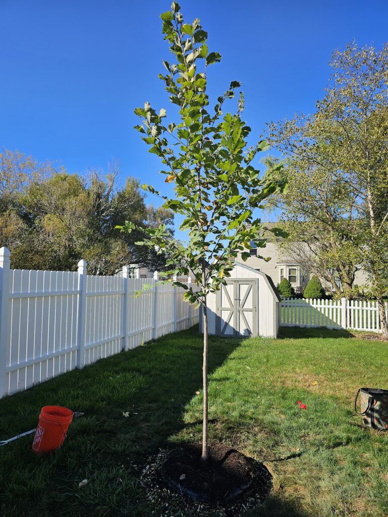 Tree Installation 10