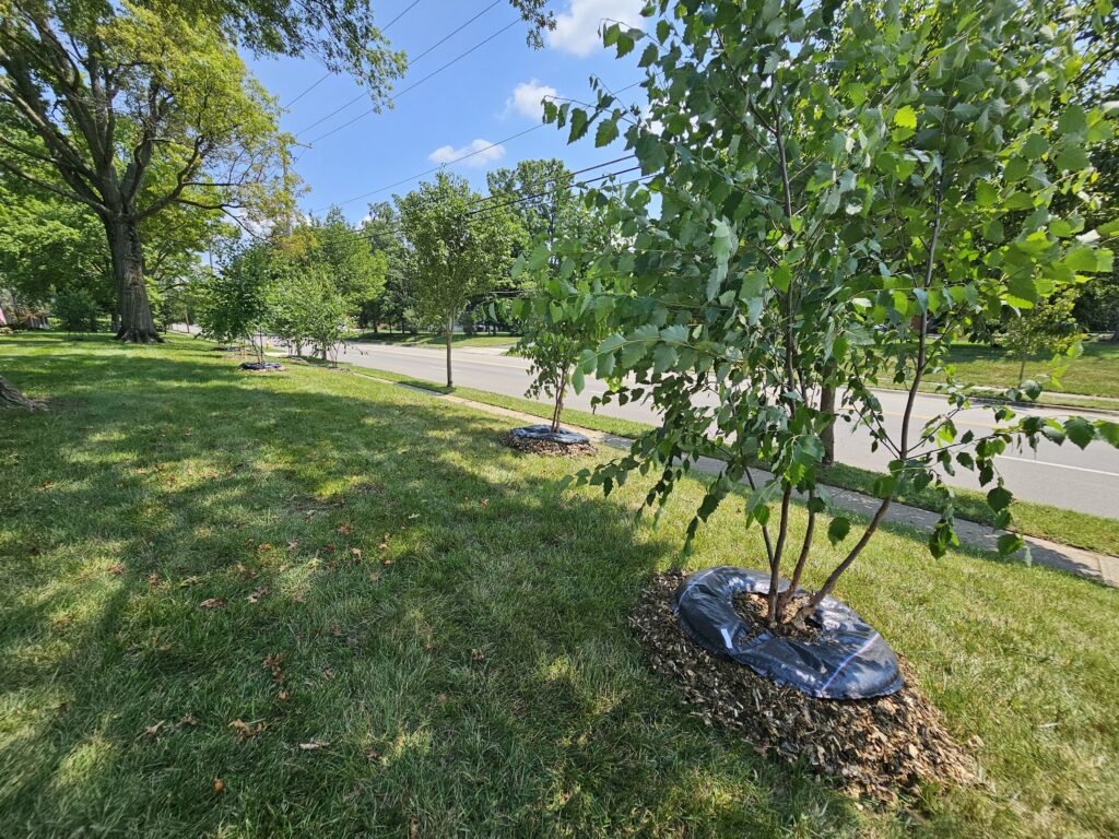 Tree Installation