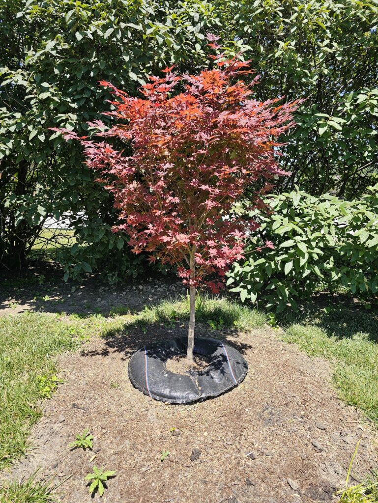 Tree Installation 13