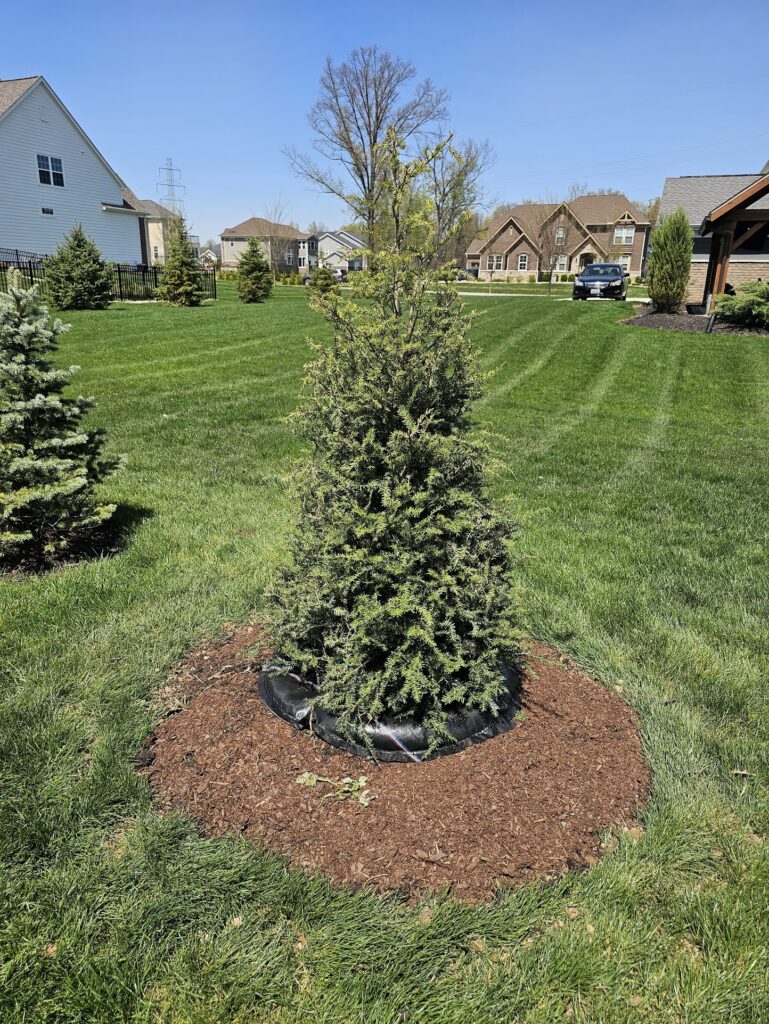 Tree Installation 3