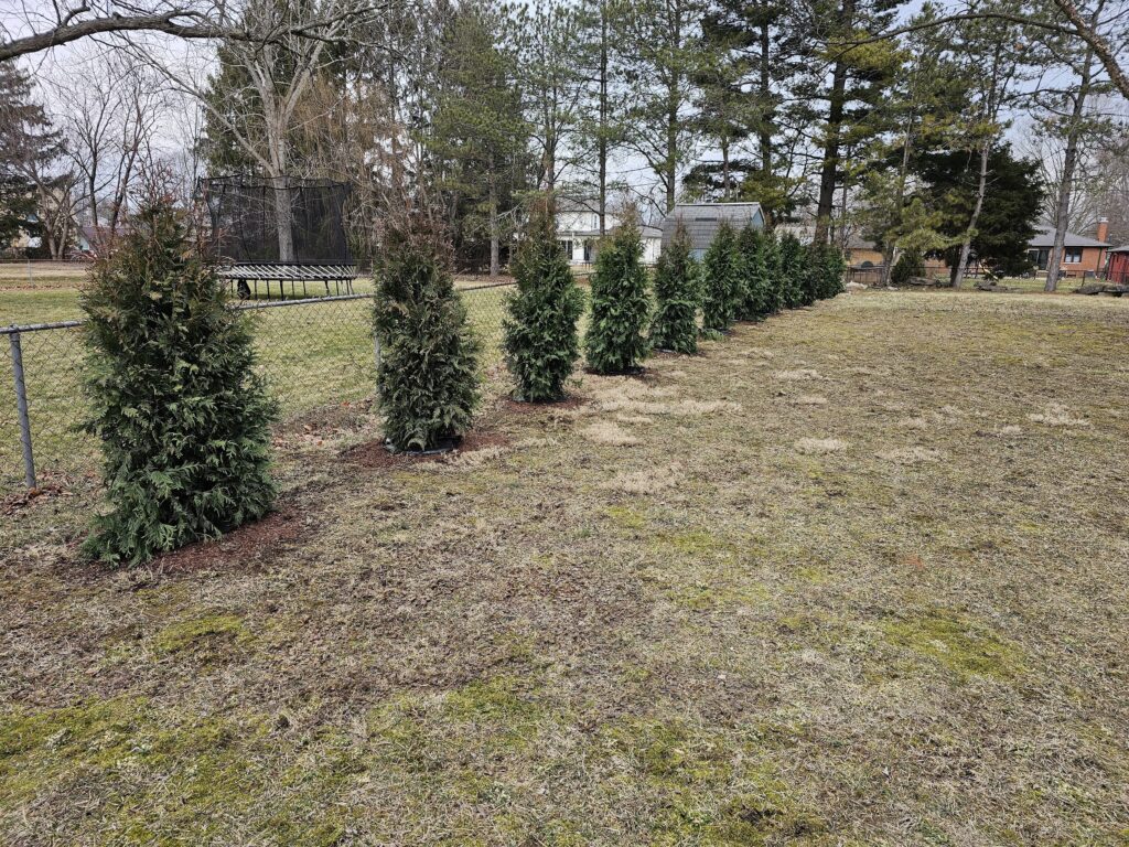 Tree Installation 8