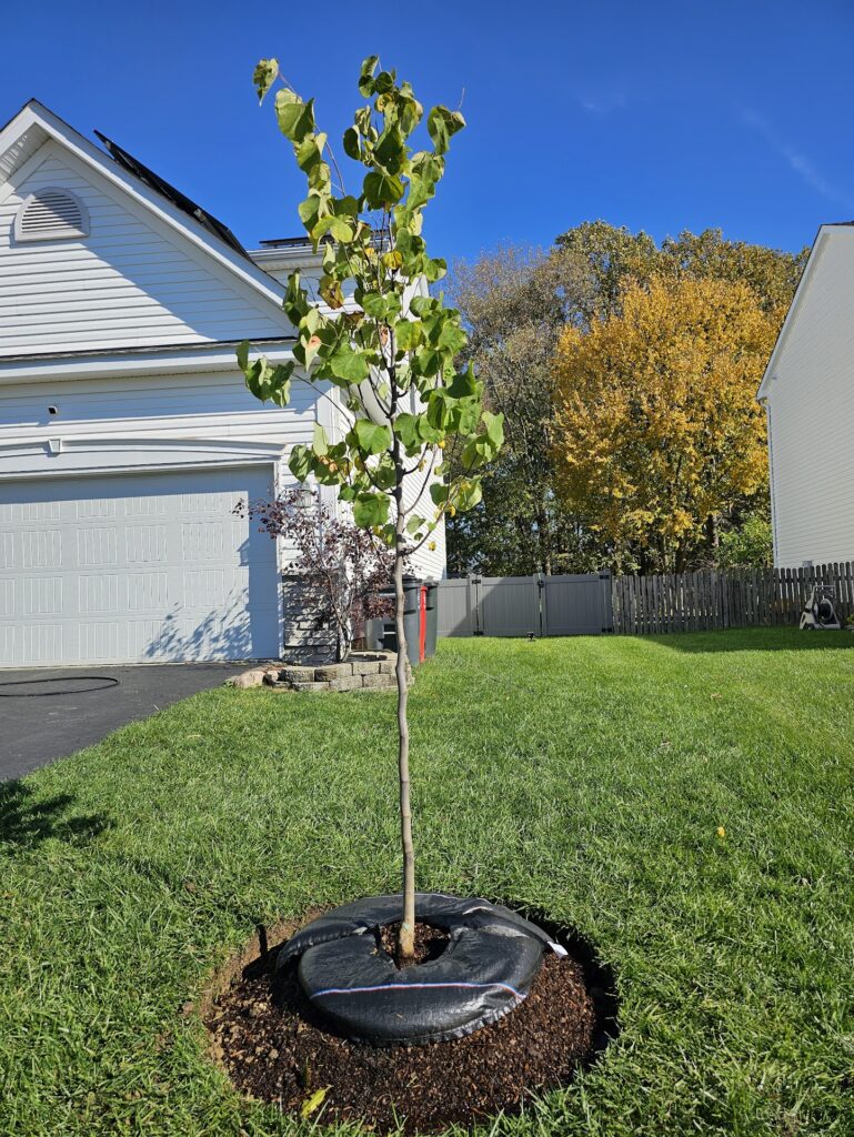 Tree Installation 9
