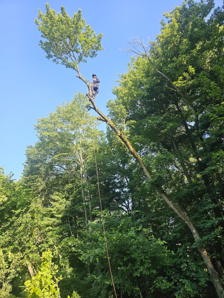 Tree Removal 2