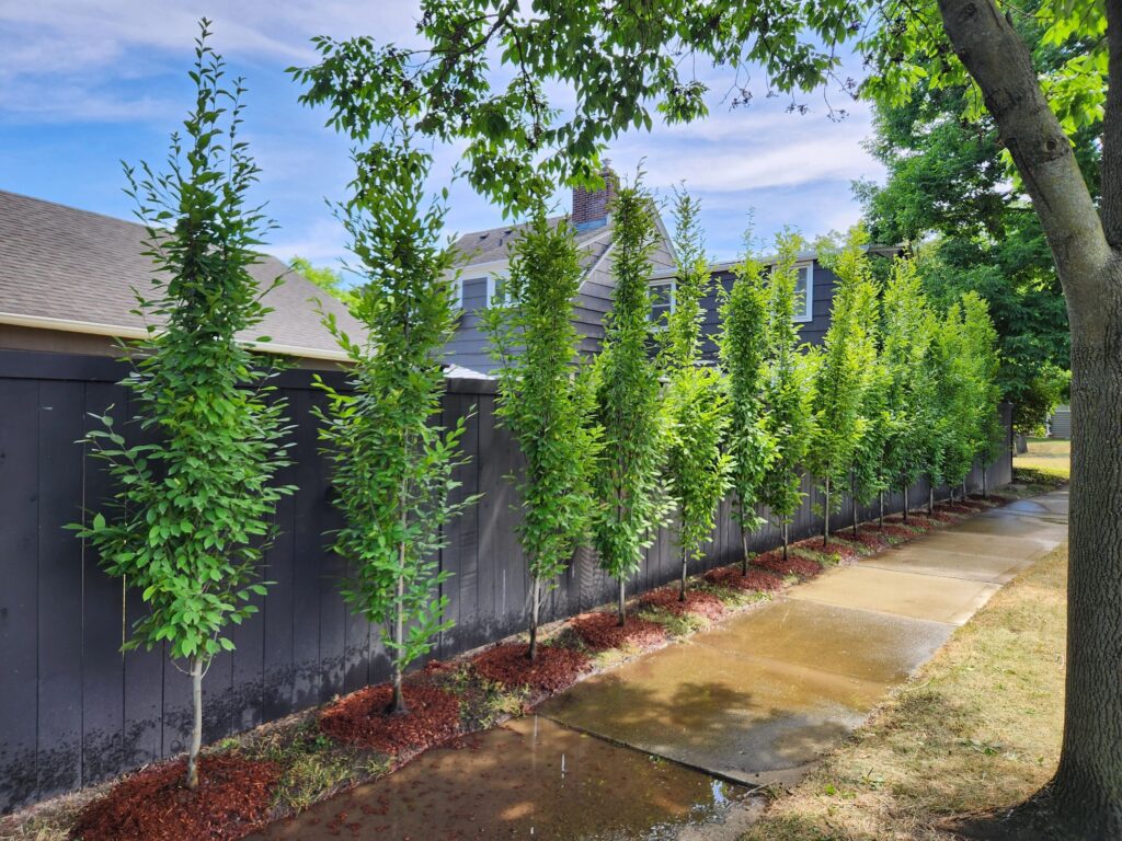 Tree planting by ISA Certified Arborists in Columbus Ohio
