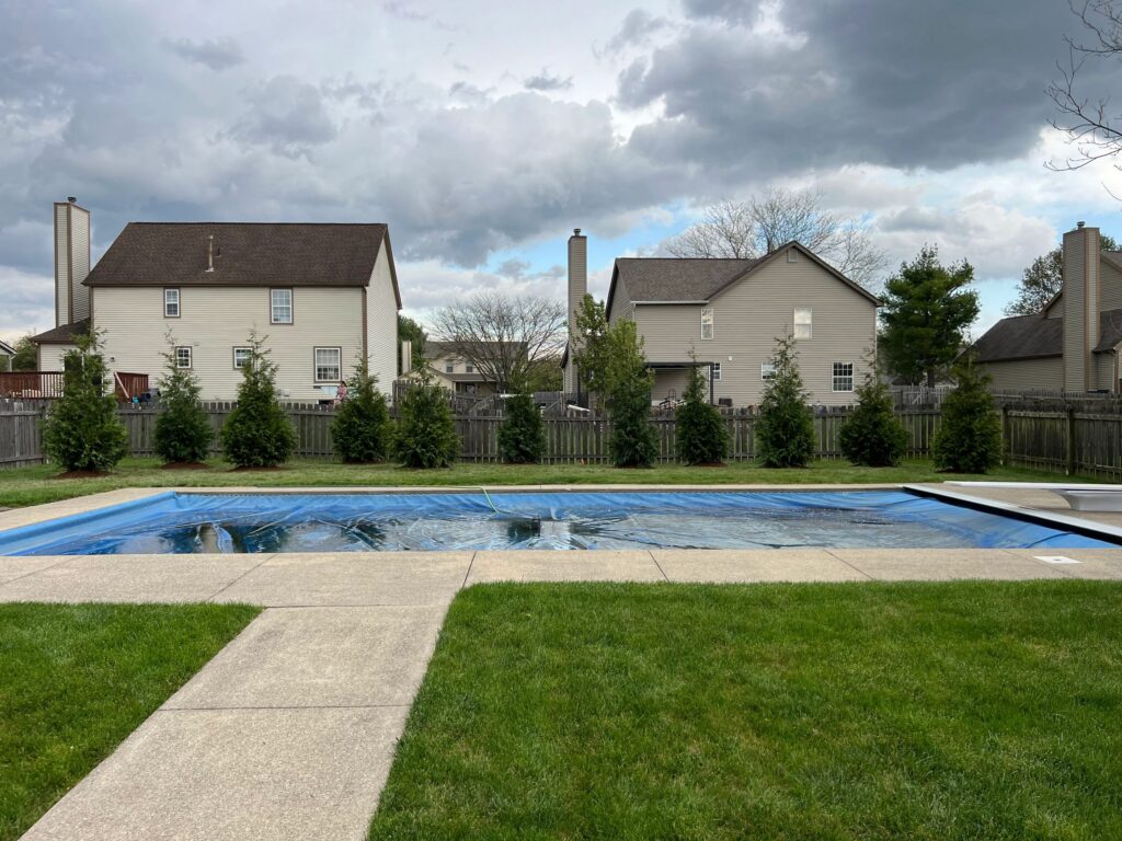 Residential tree service result showing improved tree structure