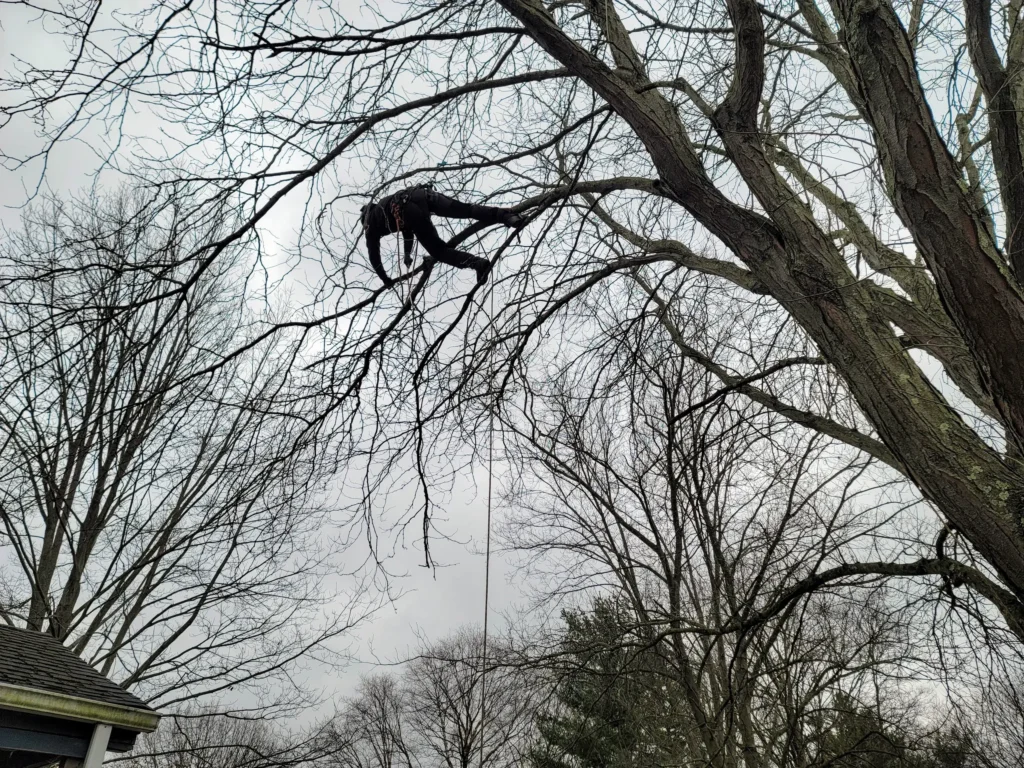 Arborist silhouetted while climbing for branch removal