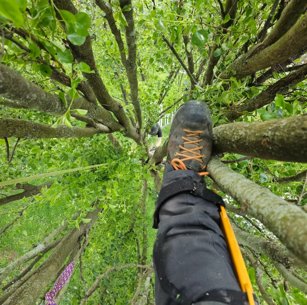 First-person view from inside tree canopy during climbing work
