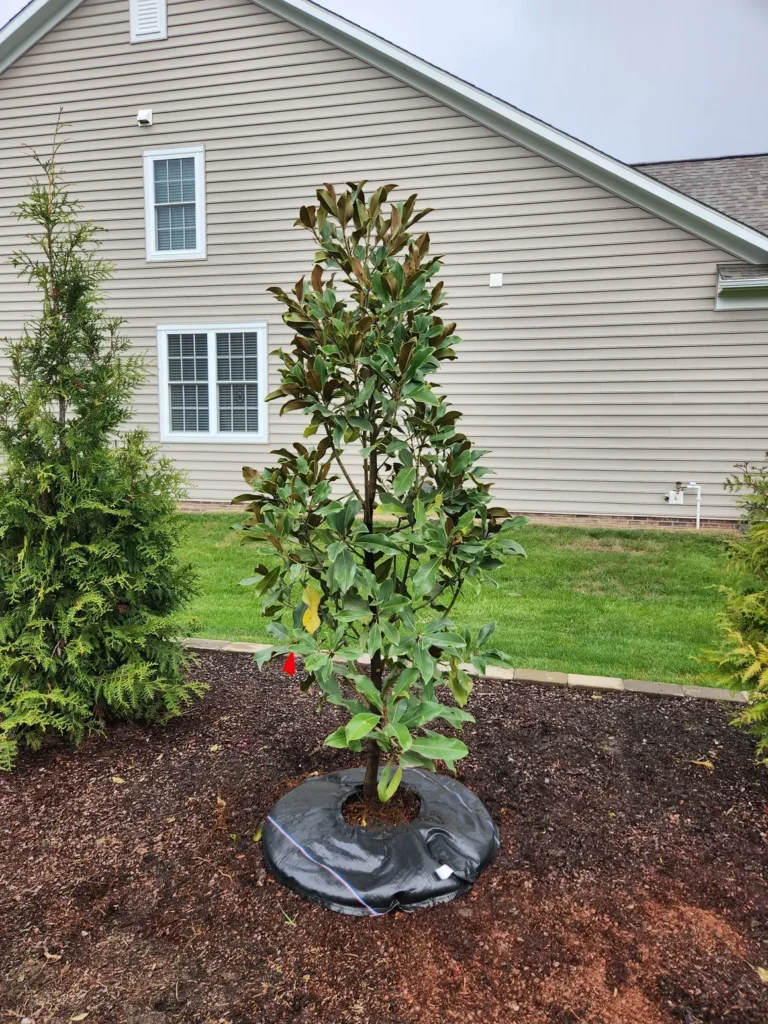 Multiple trees planted in landscape design project