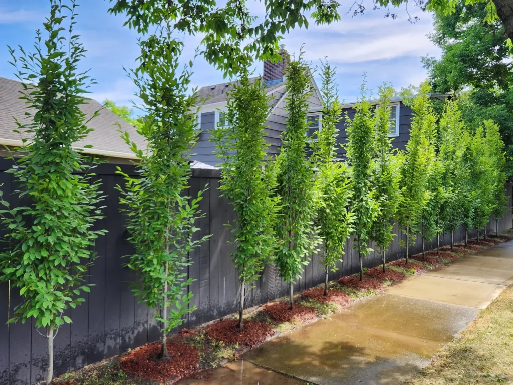 Row of columnar trees planted as privacy screen along property