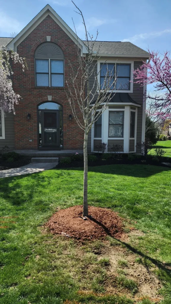 Arborist trimming and shaping tree canopy at residential property