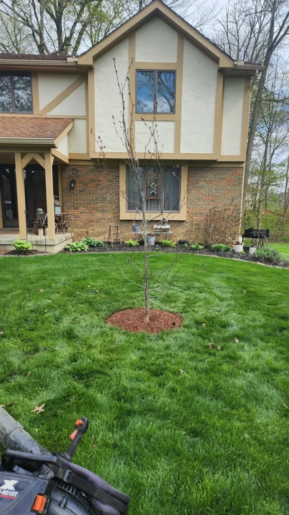 Arborist climbing high for tree service in Central Ohio