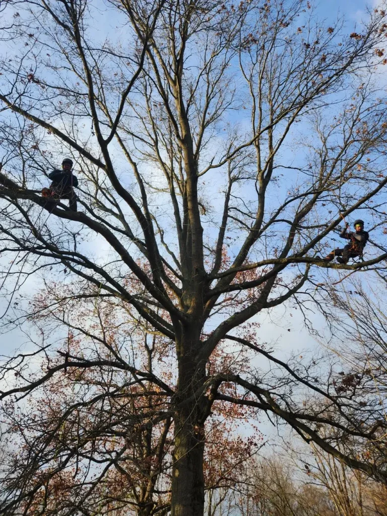 Arborist Solutions crew trimming large tree at residential property