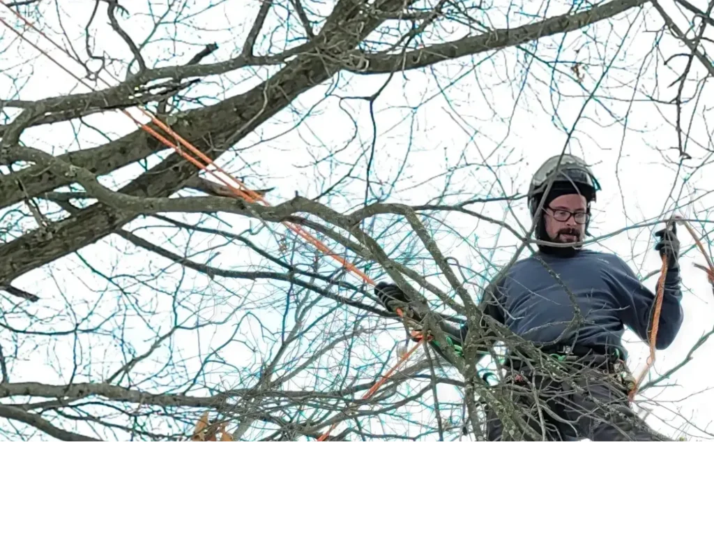 Tree cabling and bracing installation by certified arborists in Columbus Ohio