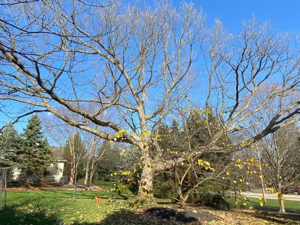 Stump grinding service by Arborist Solutions in Columbus Ohio