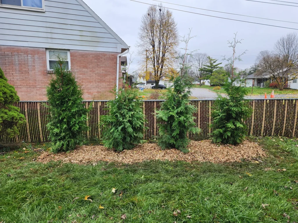 Newly planted trees along residential fence line with mulch bed