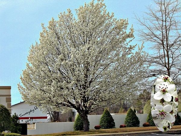 Invasives | The Bradford Pear