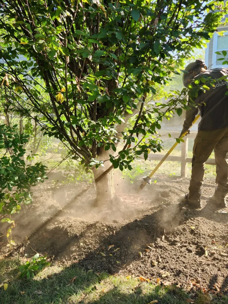 Tree care professional assessing a large tree in Central Ohio