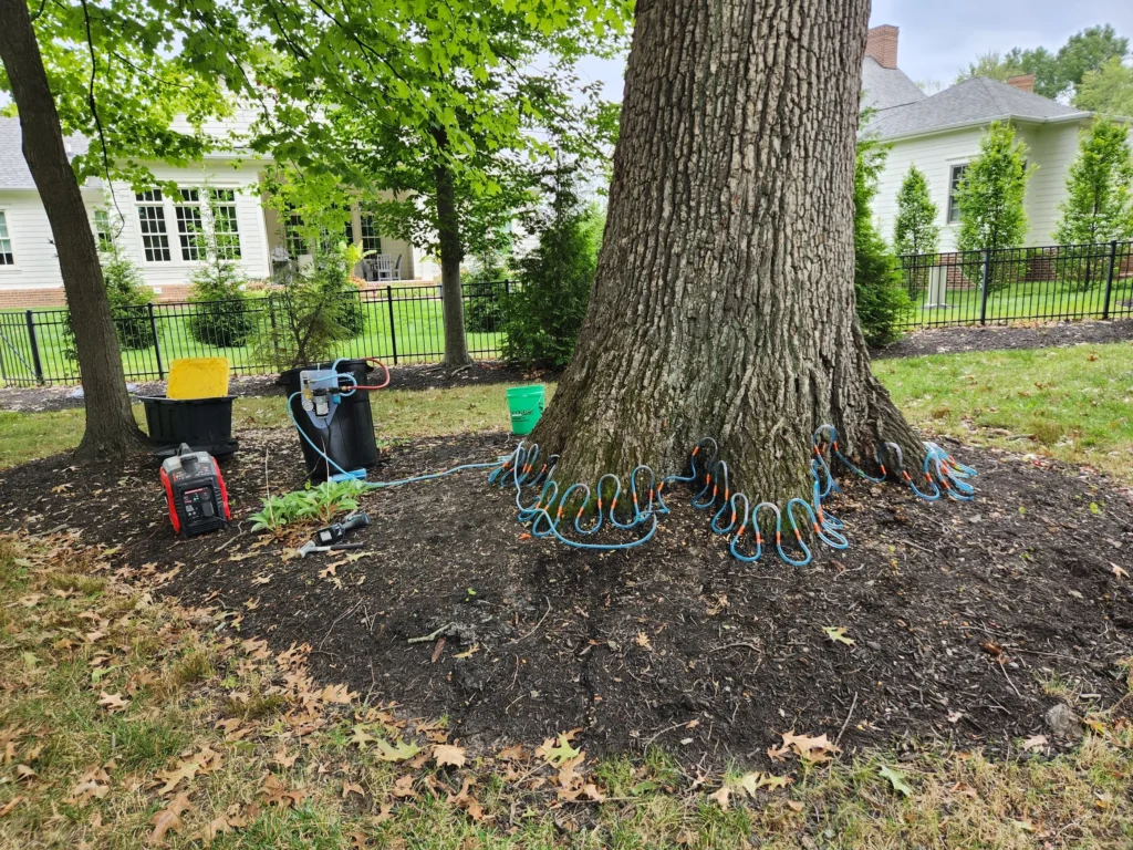 Root zone fertilization equipment at base of large tree