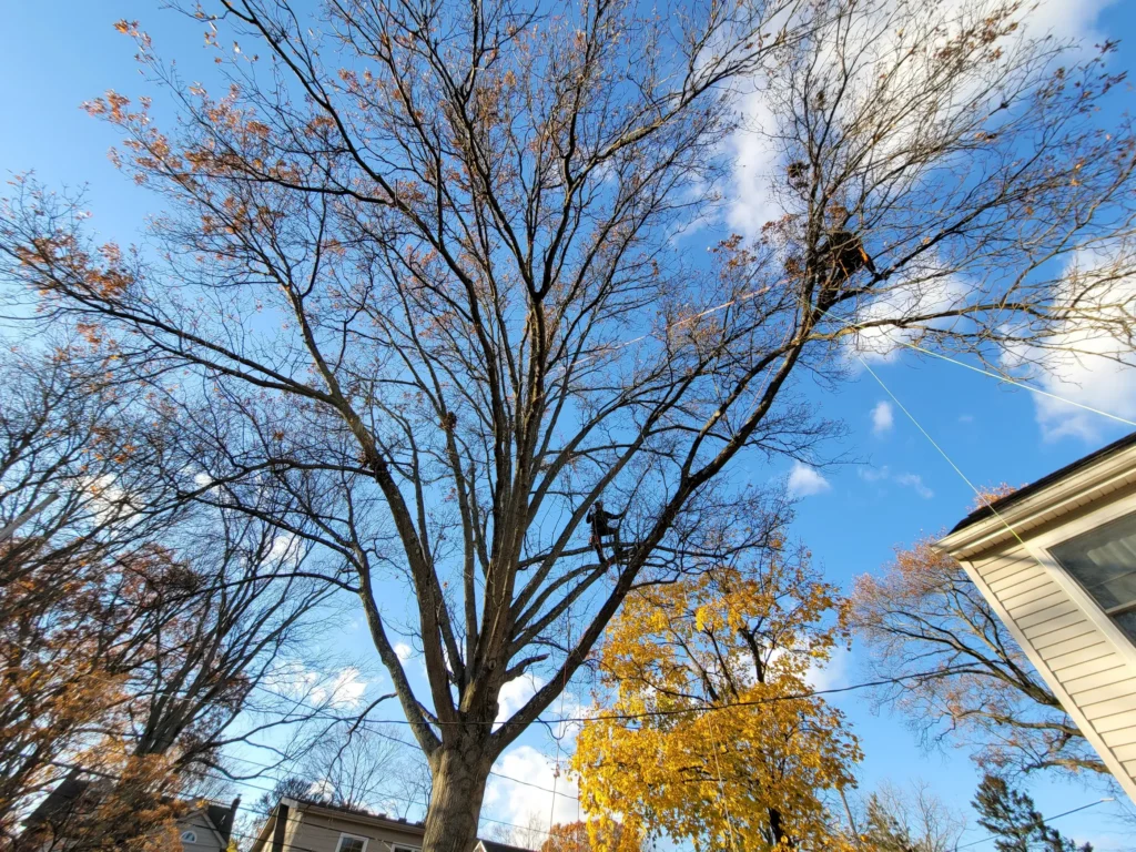 Arborist Solutions crew performing tree service at Columbus Ohio residence